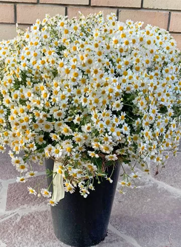 Мелкая ромашка от интернет-магазина цветов в 