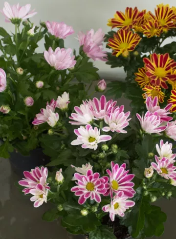 Кустовая хризантема в ассортименте 20-30 см от интернет-магазина цветов в 