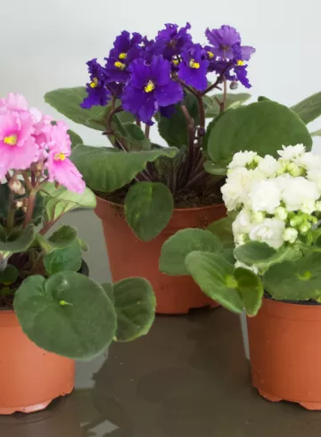 Фиалка в ассортименте 15-20 см от интернет-магазина цветов в 