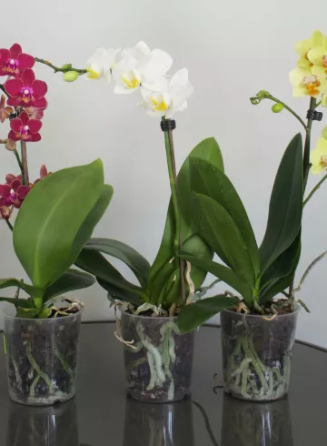 Орхидея - фаленопсис мини от интернет-магазина цветов в 